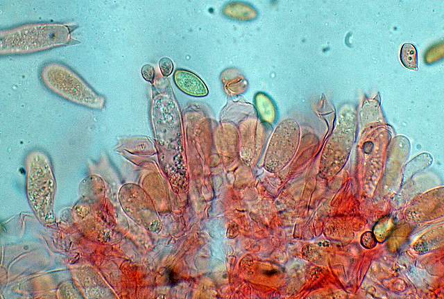 Galerina spec. Cod.: 0947-07